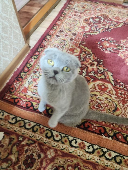 Scottish Fold mushuk sotiladi