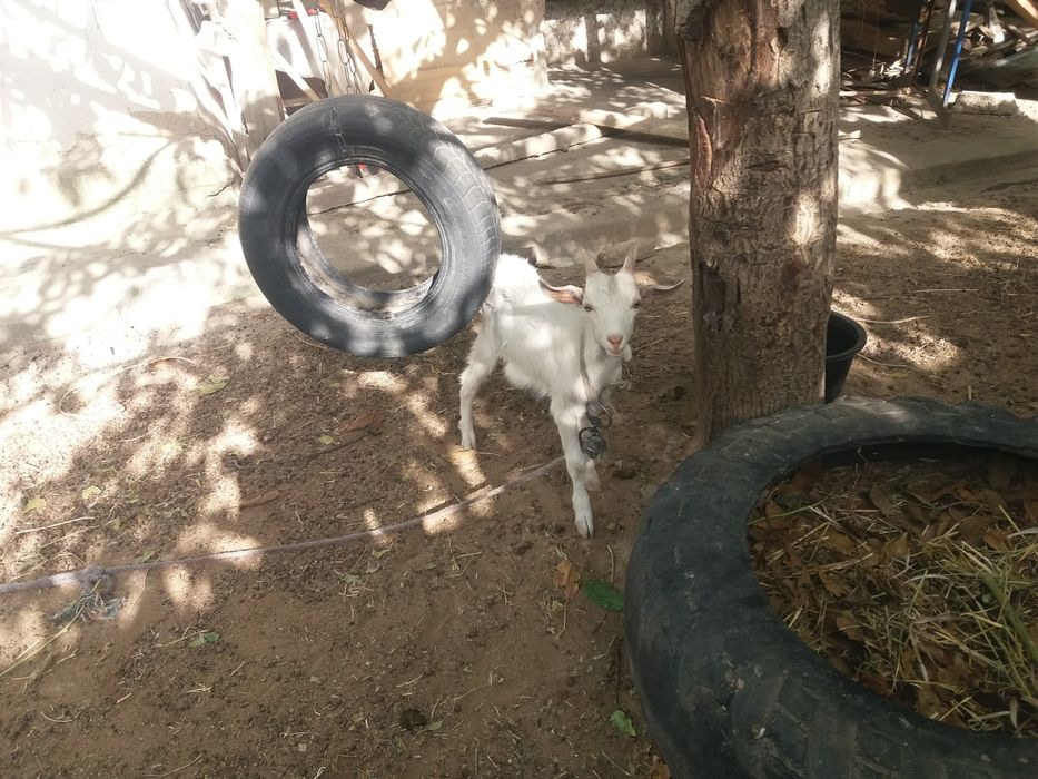 Ona bola Alpin nomli echkilar sutdor