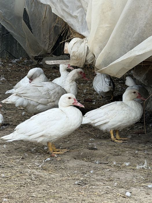 Gâște / Rațe de casă
