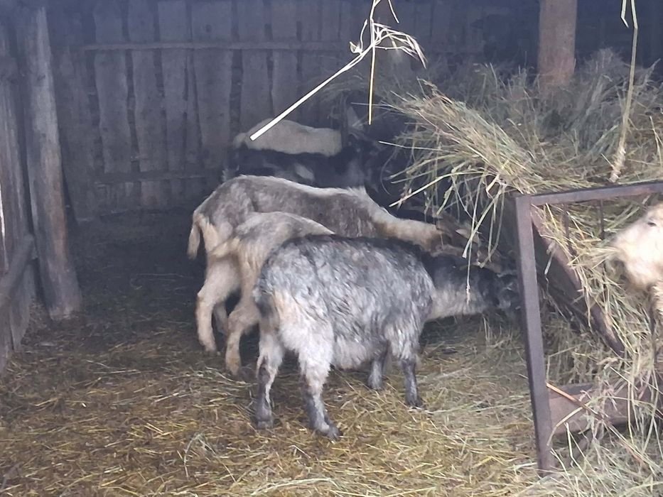 Vând capre sunt gestate si tinere