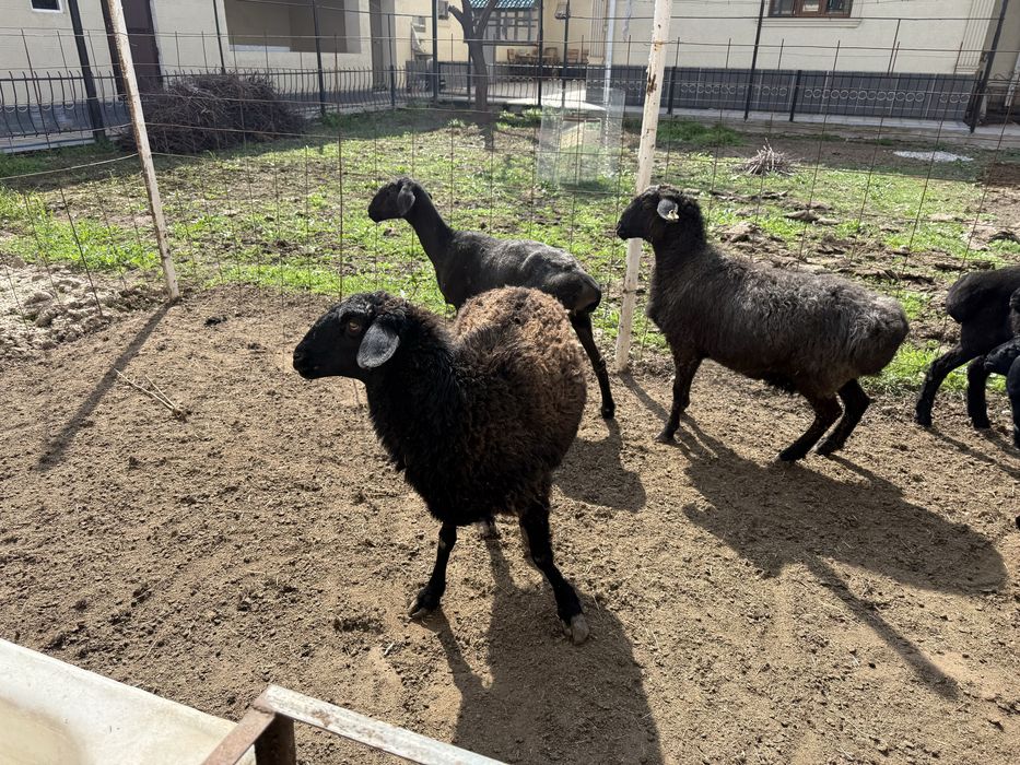 Саулық сатылады