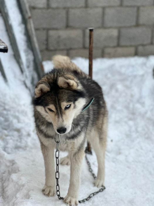 Таза қанды Лайка