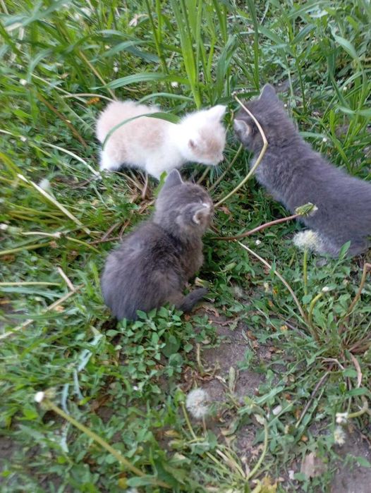 Котятам нужен дом! Срочно!