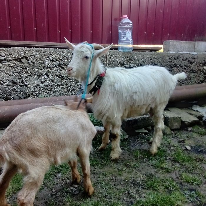 De vânzare!  Căprițe!