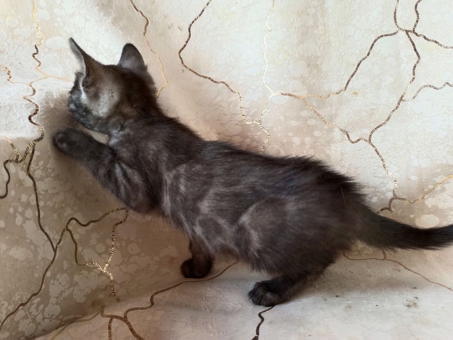 Бенгал дымчатое серебро