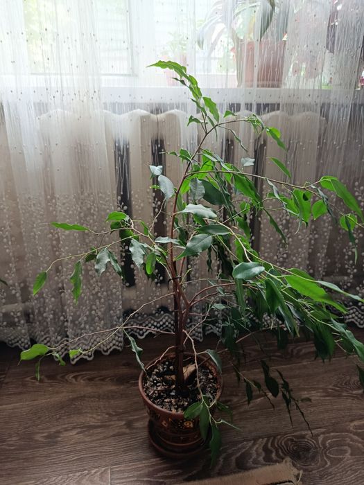 Фикус Бенджамина