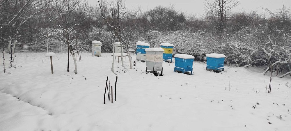 Манов мед пчелен мед