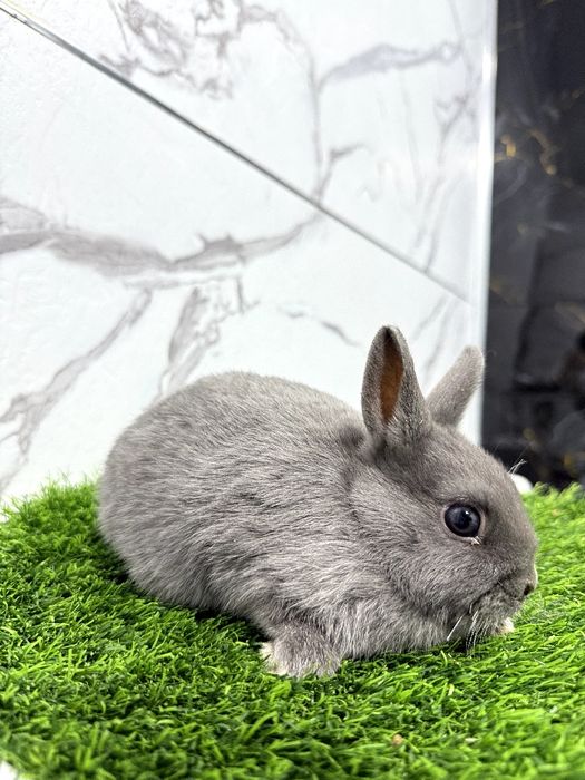 Карлик миниатюрные кролики