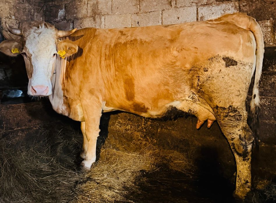 Vaca gestanta de vânzare