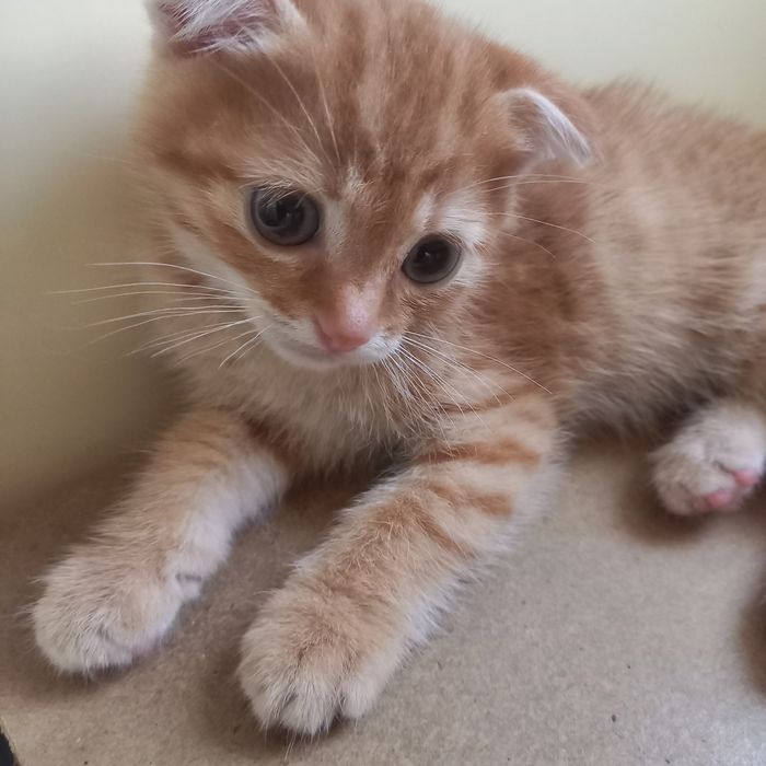 Вислоухие котята  1,5 месяца