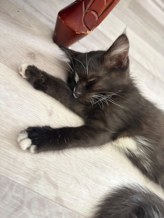 Отдам в добрые руки котят