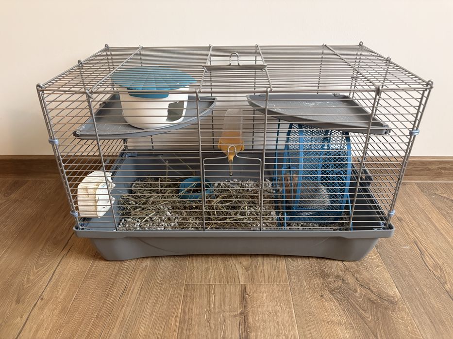 Veverita Degu ….