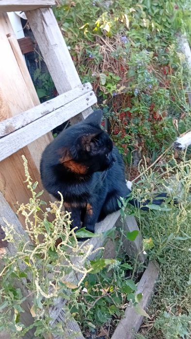Дарю чёрного кота