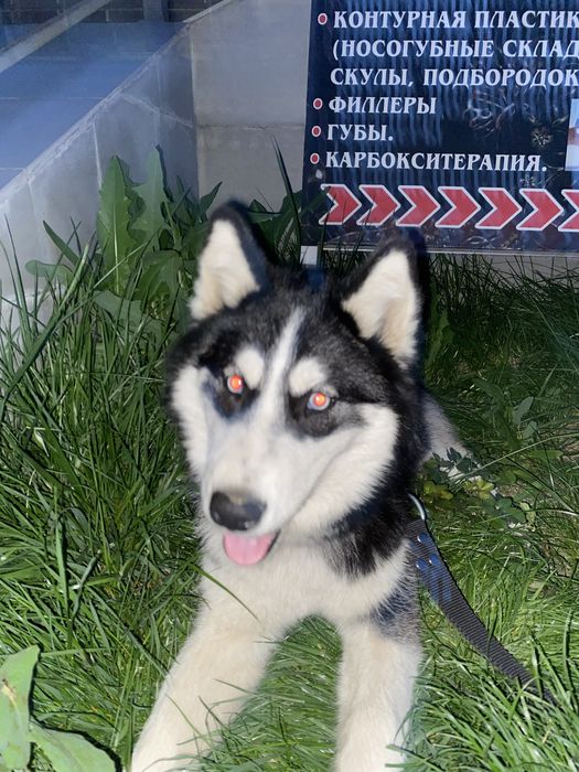 kochuk haski srocna sotilad