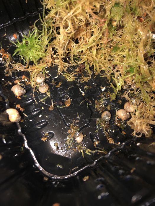 ахатин пантера имакулята