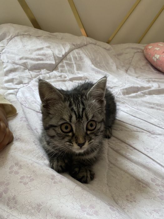 Домашний Кошка!!