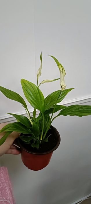 Женское счастье:2500 тенге