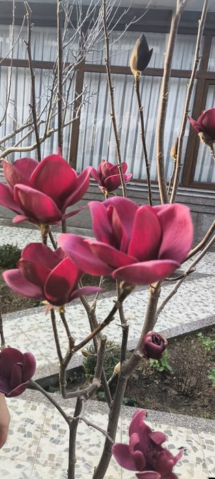 Магнолия Джени Штамповая Декоративная морозостойкая  новая модель