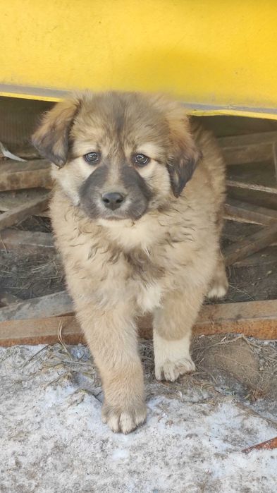 Отдам в добрые руки