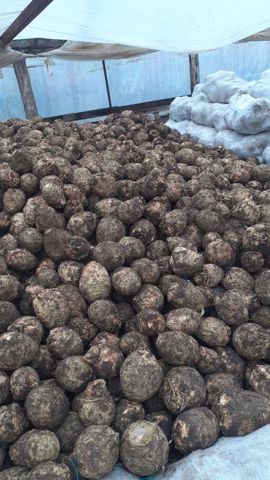 Țelină de vânzare 2 lei