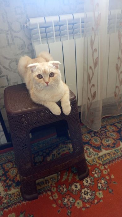 Mushuk sotila Scottish Fold