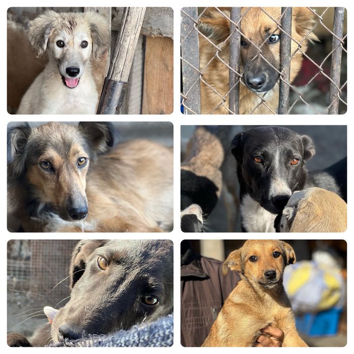 Собаки в хорошие руки