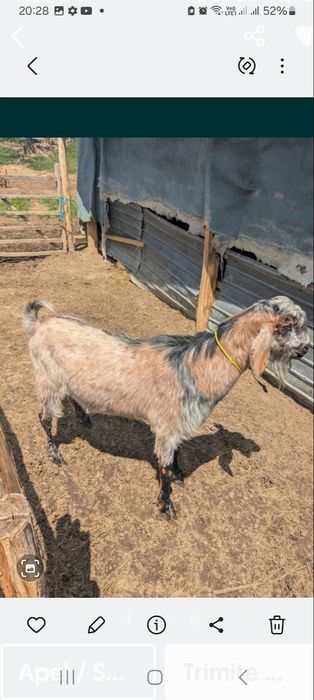 AnglonubianȚap și două capre