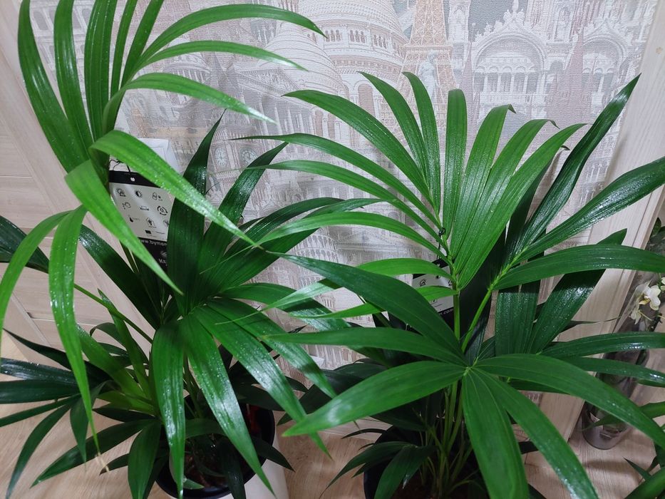 Цветы для офисов и гостиниц