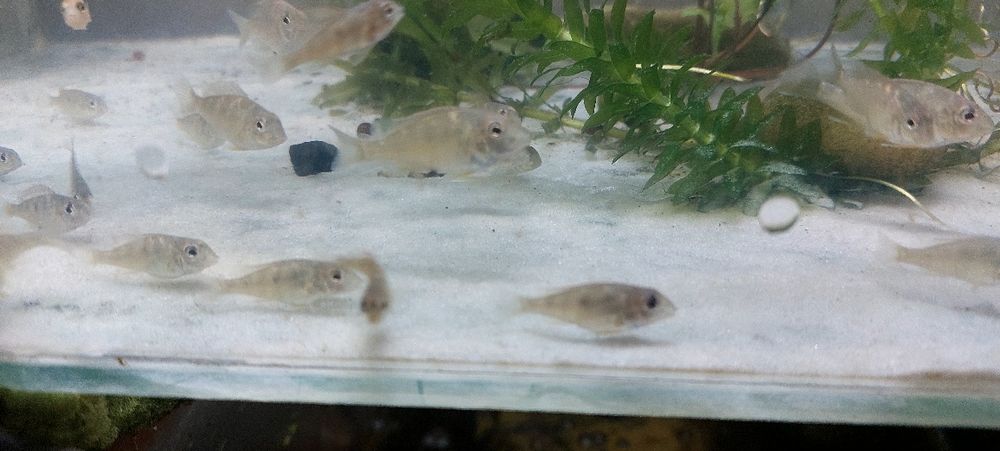 Красноголовый геофагус