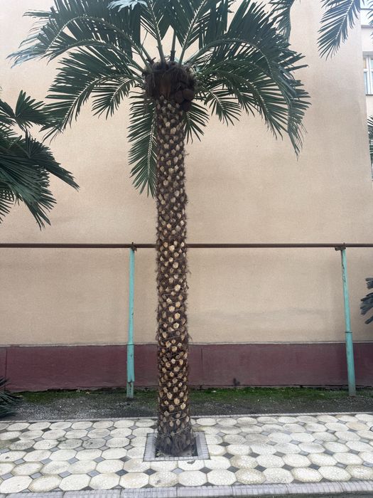 Farg‘ona | Dubay uslubidagi palma 3m–8m — 5 xil tur! -25%