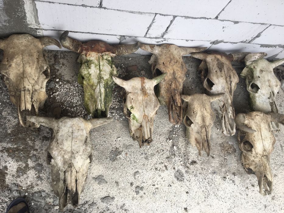 Trofeu/trofee/craniu de bovine