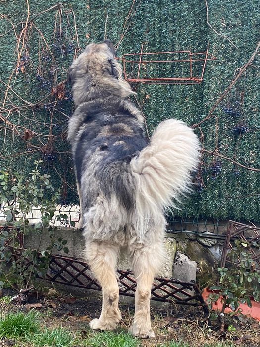 Мецанка търси дом