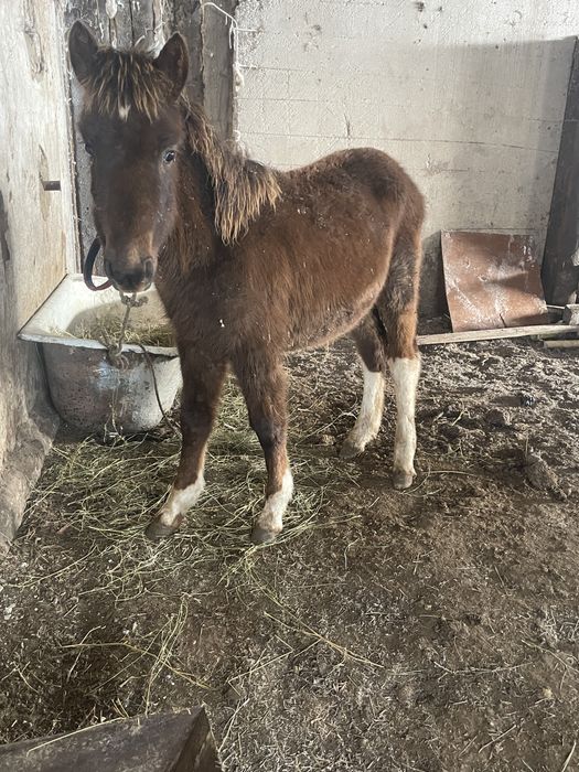 Продается жабагы девочка