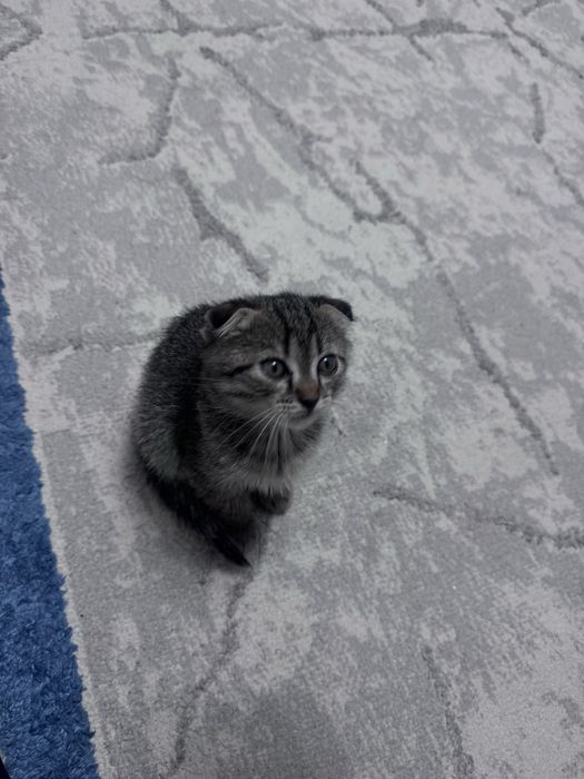 Котенок шотланский-вислоухий