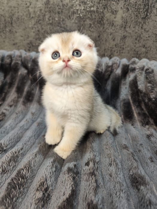 Pisoi Scottish Fold golden chinchilla