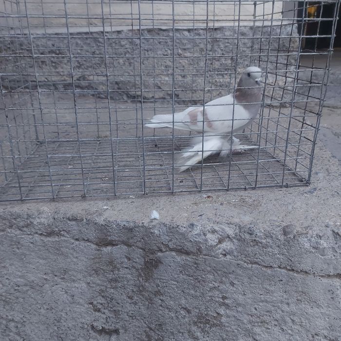 Сирен маладой самец лет игра