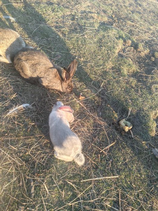 Iepuri caută casă nouă!