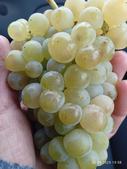 Struguri vin diferite soiuri