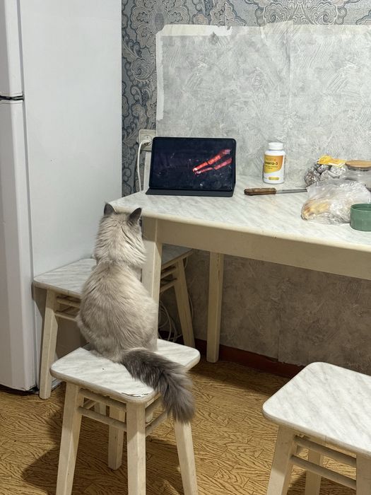 Продам кошку.