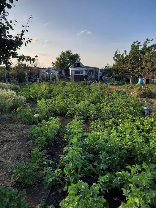 Продам дачу в городе