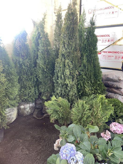 Саженцы, ели, хвойные культуры