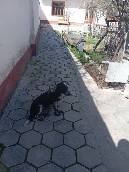 Русский охотничий спаниель боллари сотувда