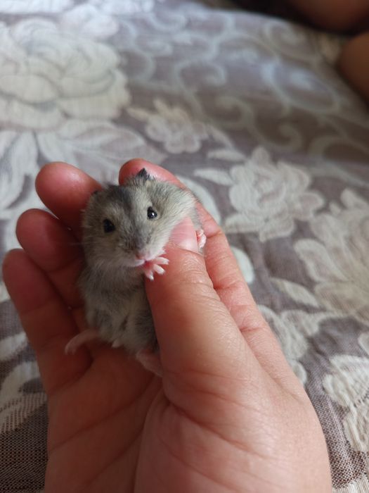 Джунгарские хомяки