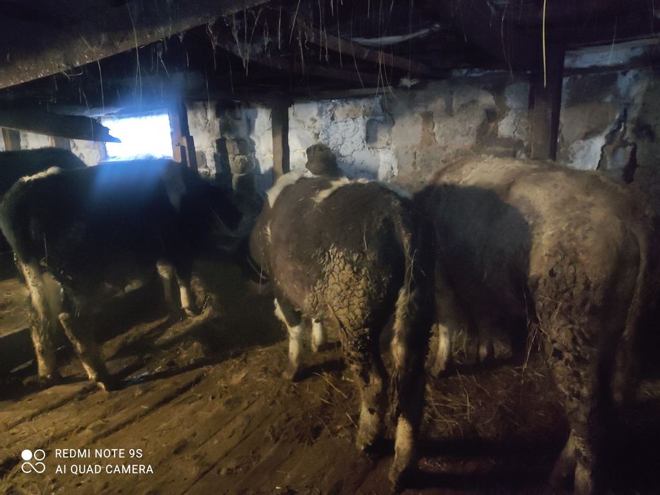 Продам бычков больше года