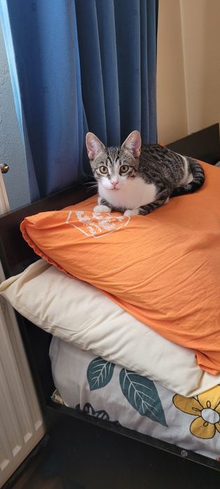 Adopţie motănel ( 3 luni )