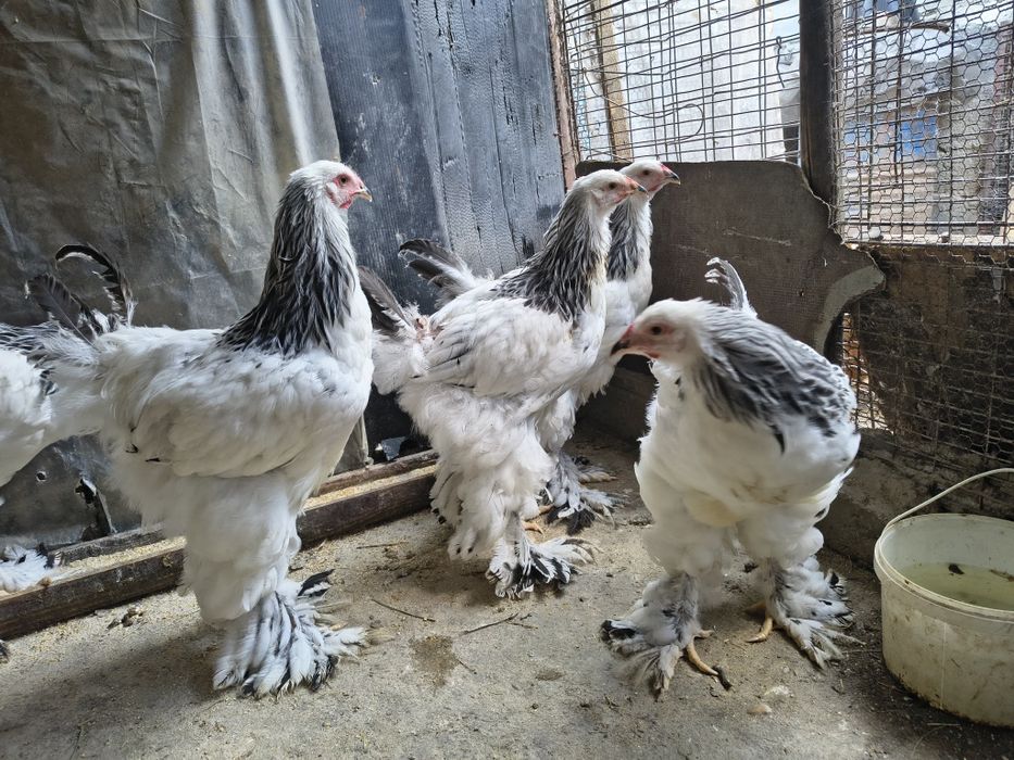 Vand cocosi brahma herminat și cochinchina galben uriaș