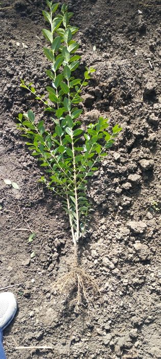 Лигуструм - Овалифолиум