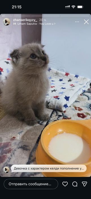 Котенок вислоухая