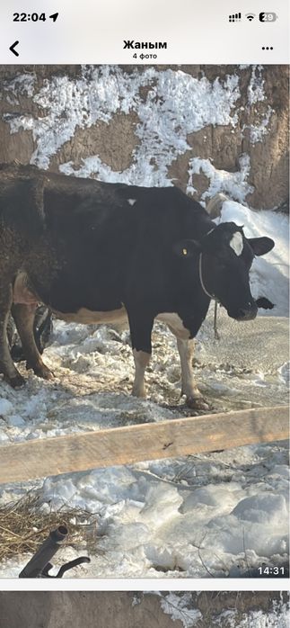 Продам коров породистые голштин.
