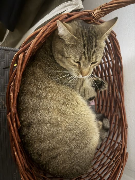 Отдам даром Кота 1 годик